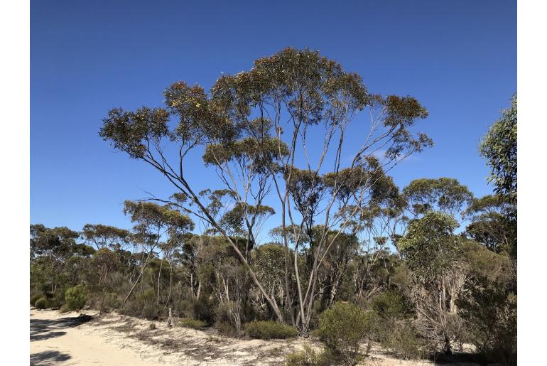 Eucalyptus tumida -5699