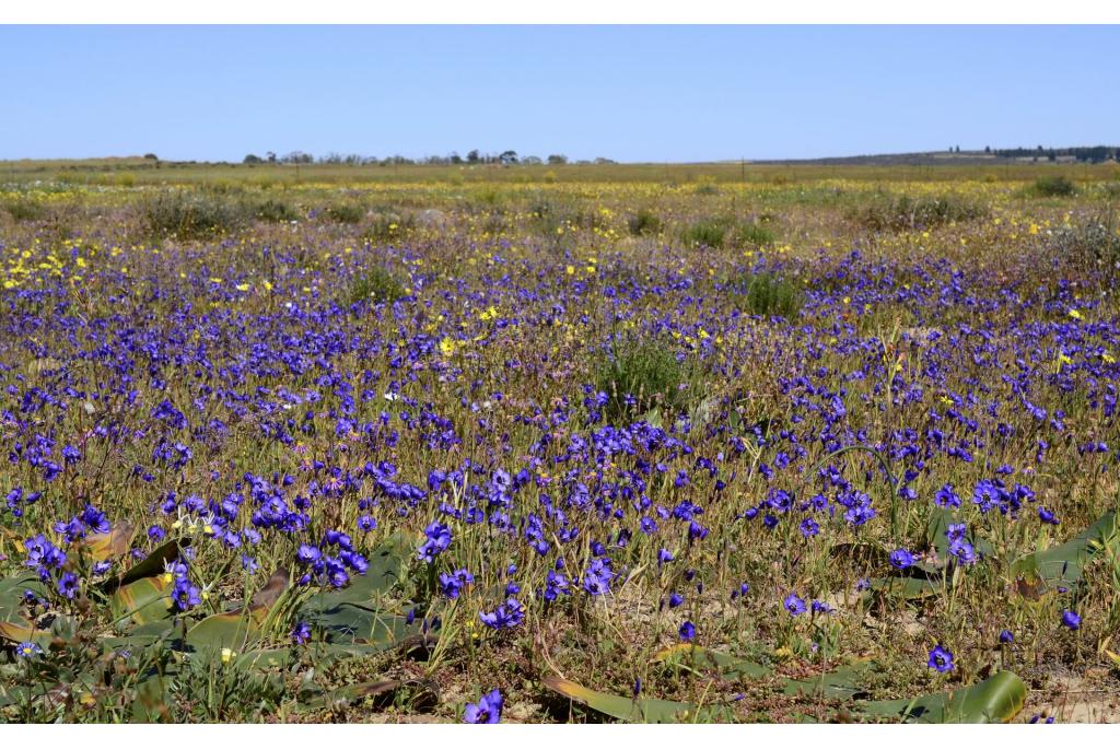 Geweldige geissorhiza