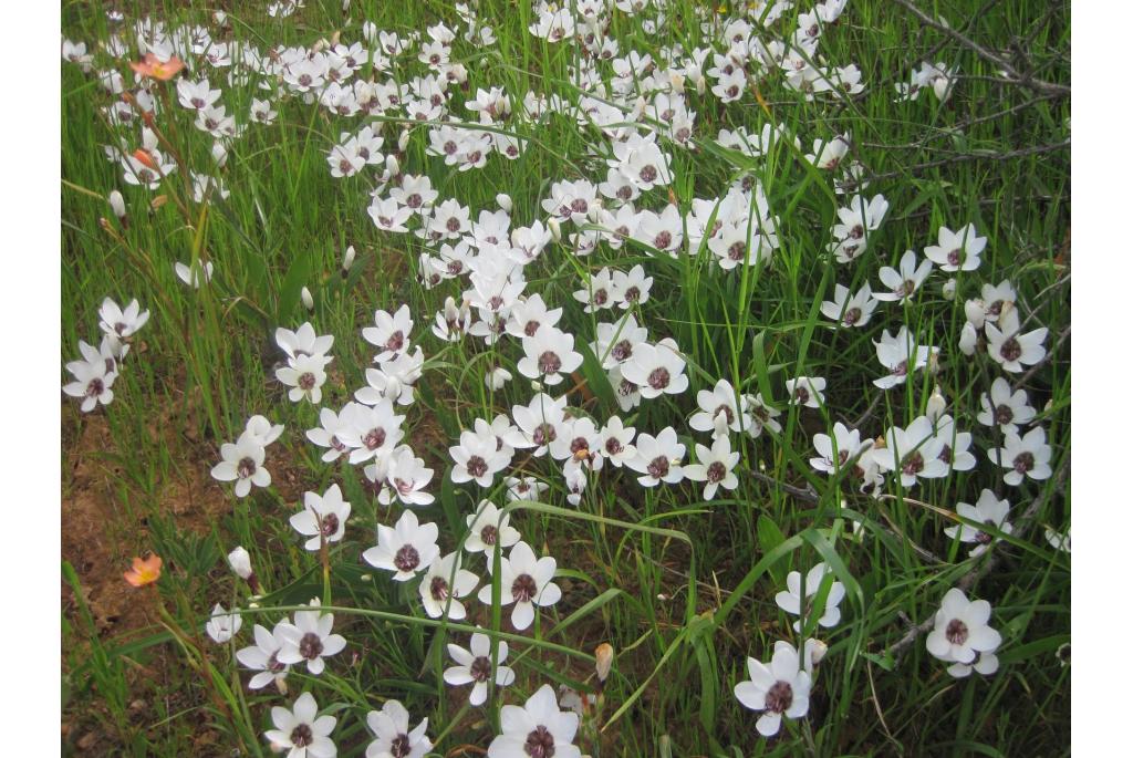 Tulbagia bladerige geissorhiza