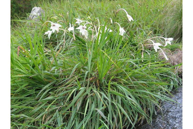 Gladiolus murielae -5707