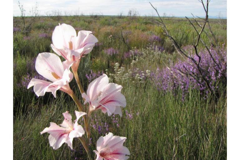 Gladiolus caryophyllaceus -5708