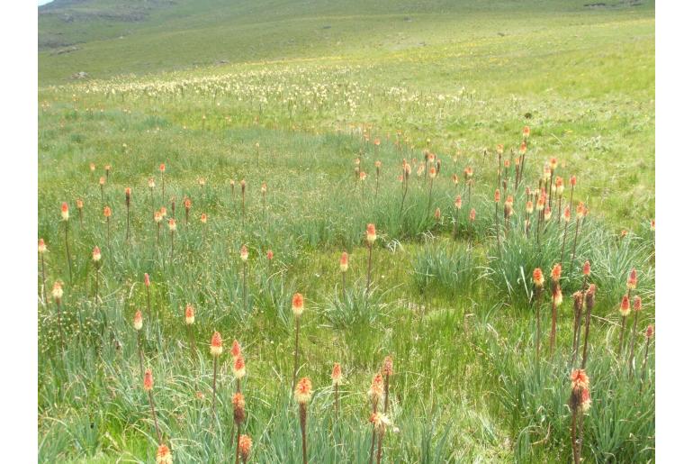 Kniphofia caulescens -5711