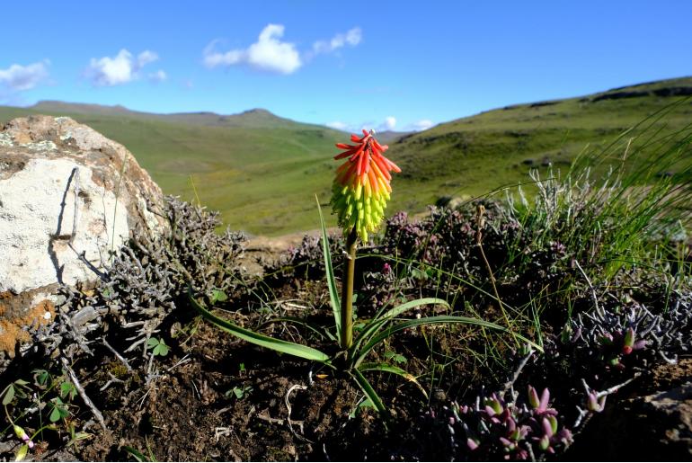 Kniphofia hirsuta -5714