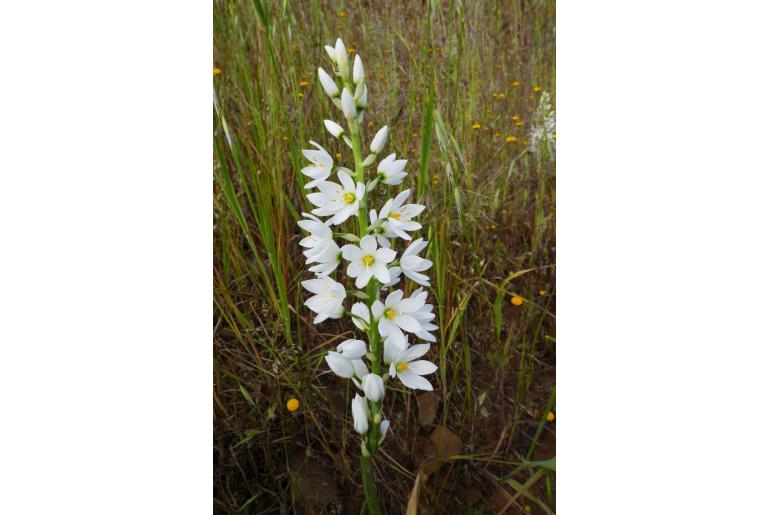 Ornithogalum conicum ssp strictum -5718