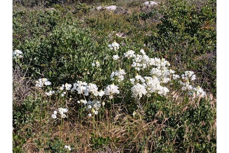 Ornithogalum thyrsoides -5719