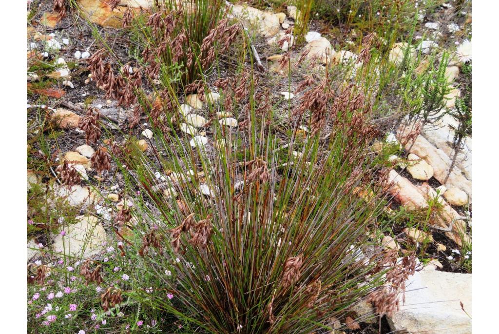 Broederlijke thamnochortus