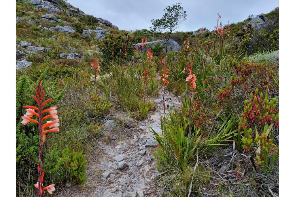 Tafelberg Hoornlelie