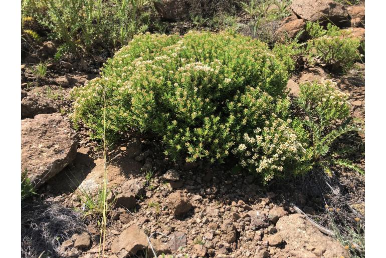 Crassula sarcocaulis -5733