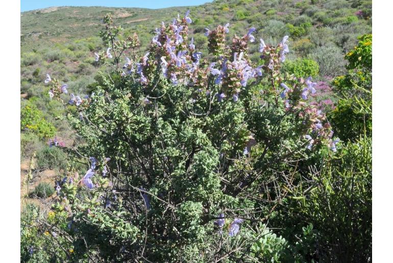 Salvia dentata -5736