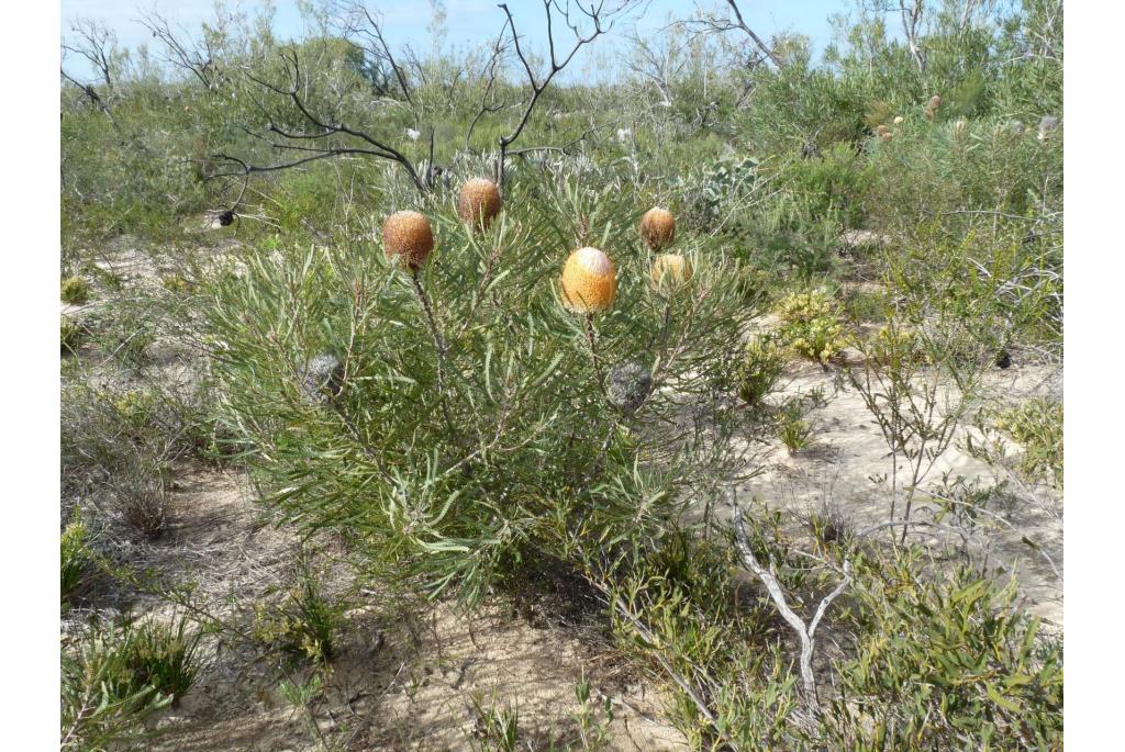 Hooker's banksia