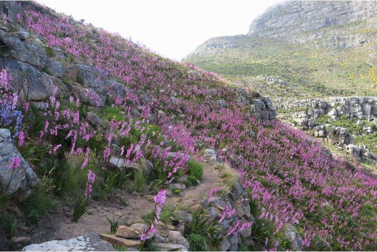 Watsonia borbonica ssp borbonica -5745