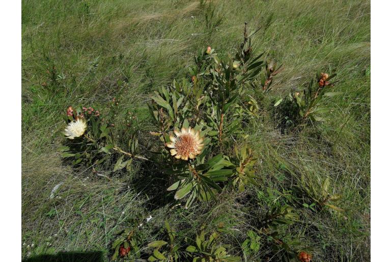 Protea simplex -5764