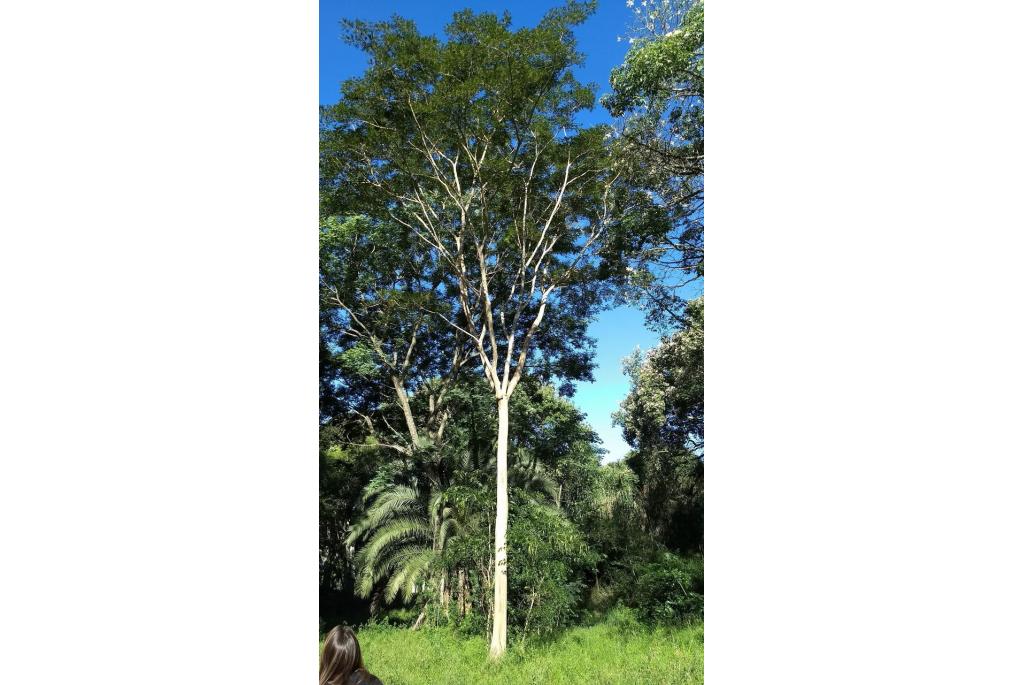 Witte albizia