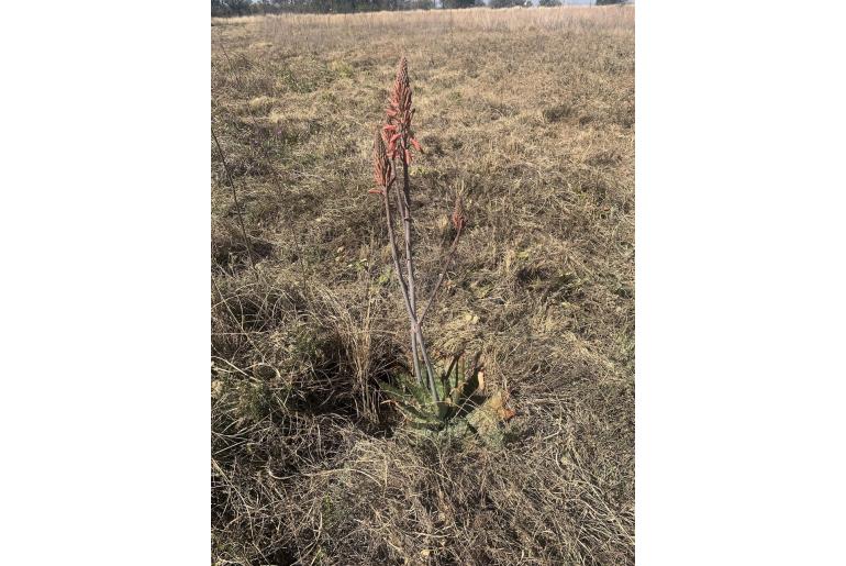 Aloe greatheadii -5770