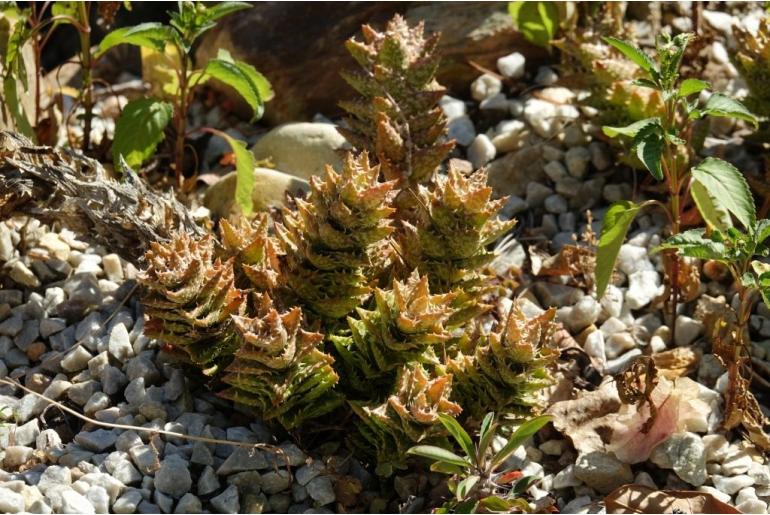 Aloe juvenna -5771