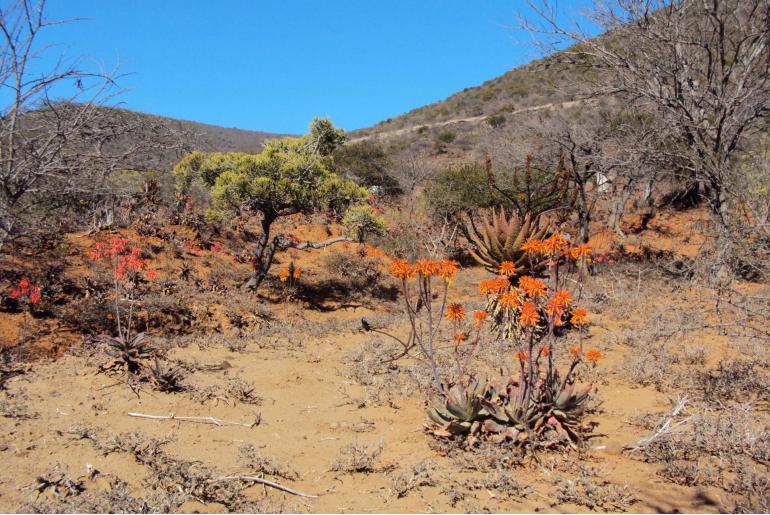 Aloe mudenensis -5773