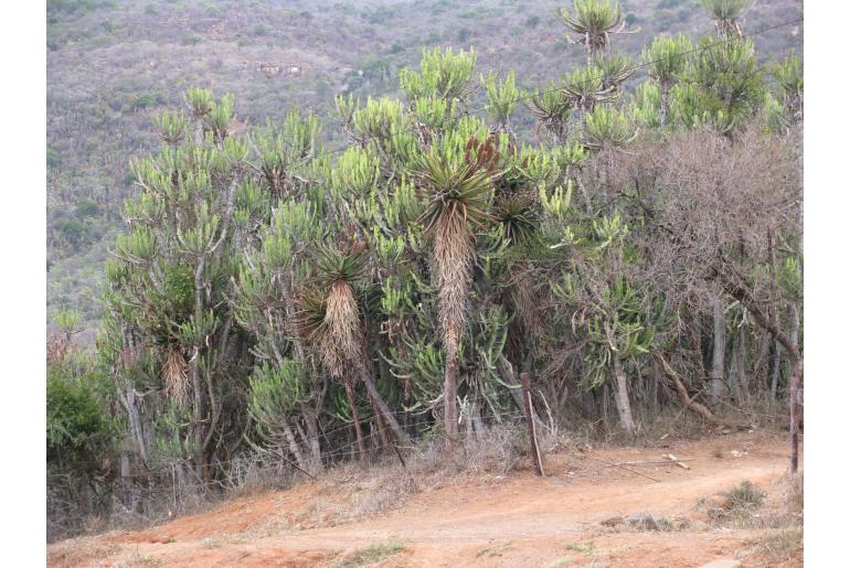 Aloe rupestris -5776