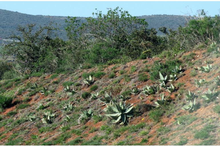 Aloe striata -5778