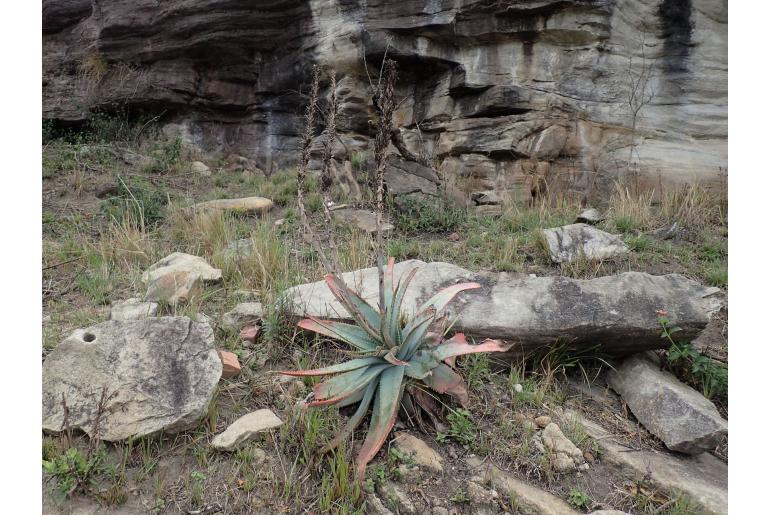 Aloe suprafoliata -5779