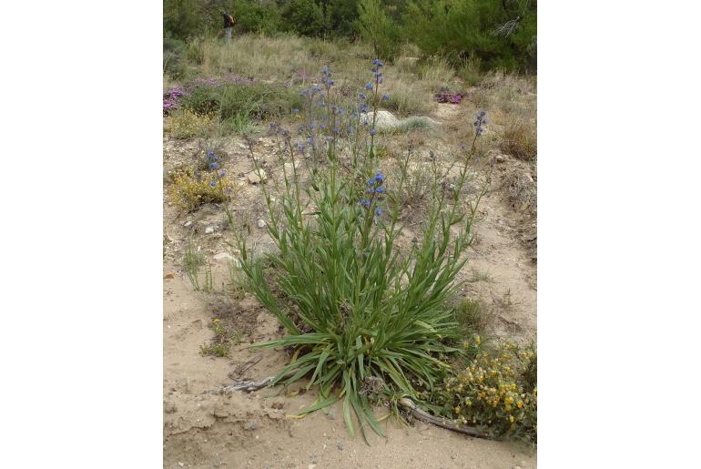 Anchusa capensis -5780