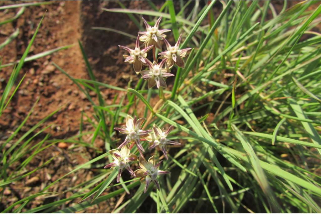 Kortvoetige asclepias