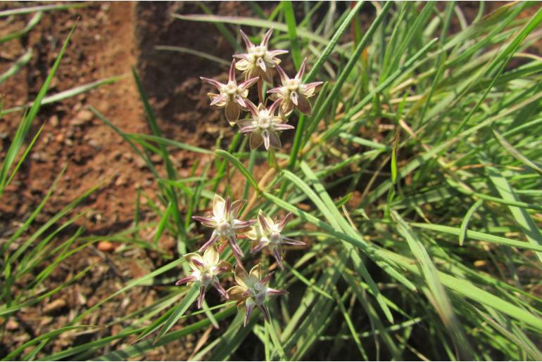 Asclepias brevipes -5785