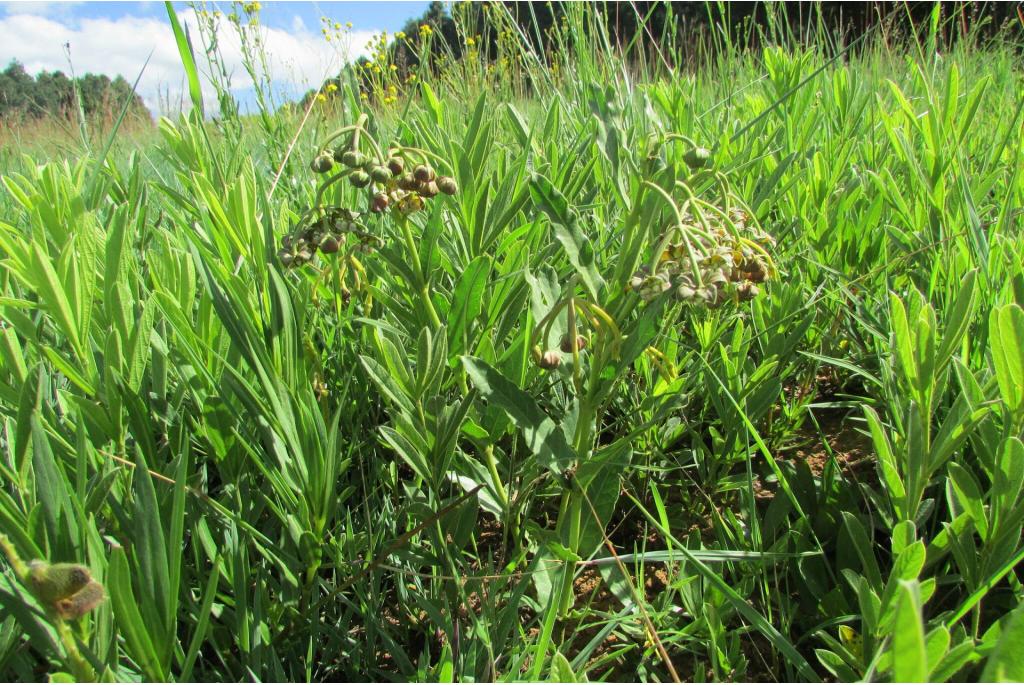 Groene asclepias