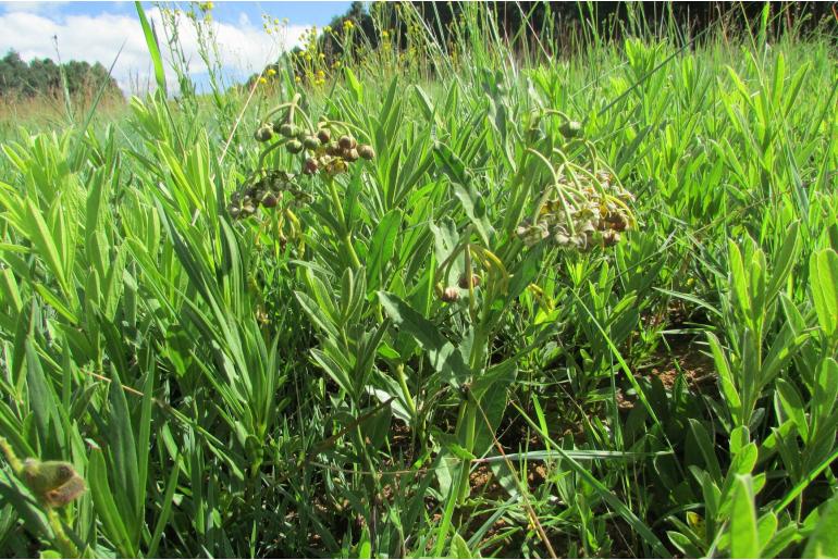 Asclepias fulva -5786