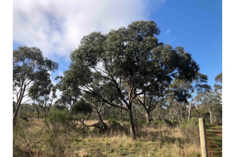 Eucalyptus yarraensis -5802