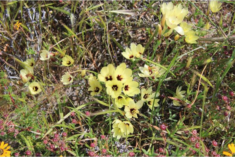 Geissorhiza darlingensis -5830