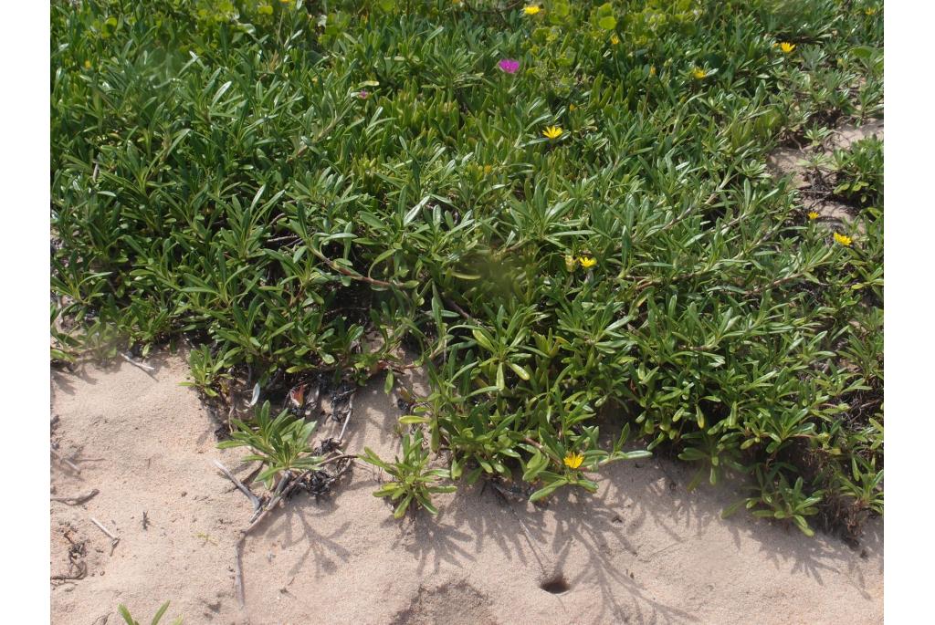 Stijfe gazania