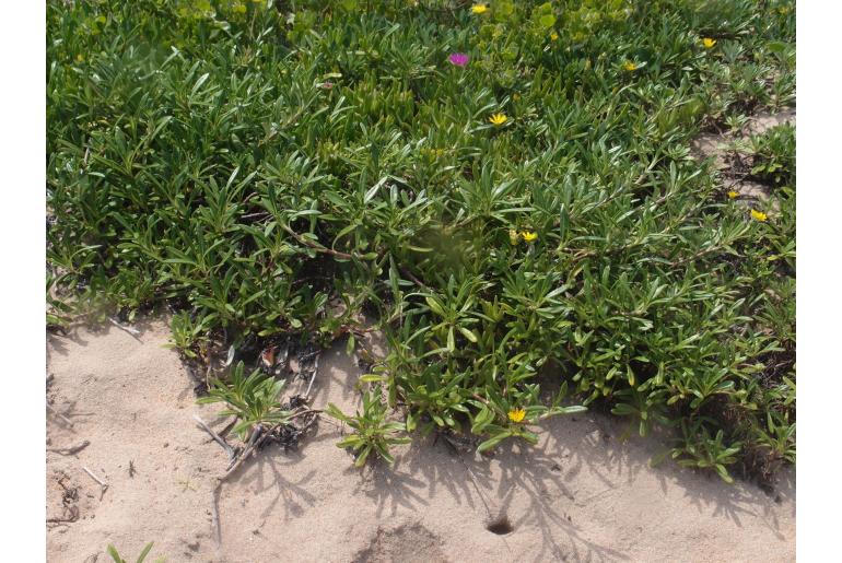 Gazania rigens var rigens -5839