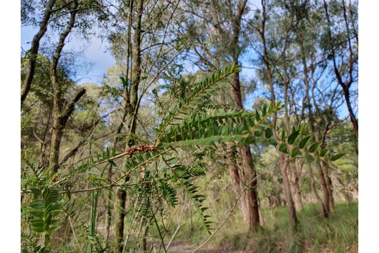 Melaleuca squarrosa -5845