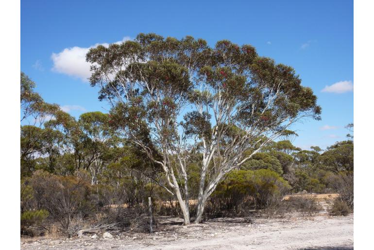 Eucalyptus erythronema -5846