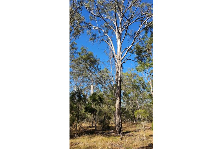 Eucalyptus moluccana -5847