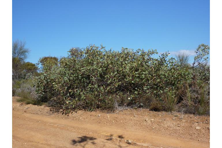 Eucalyptus preissiana -5849