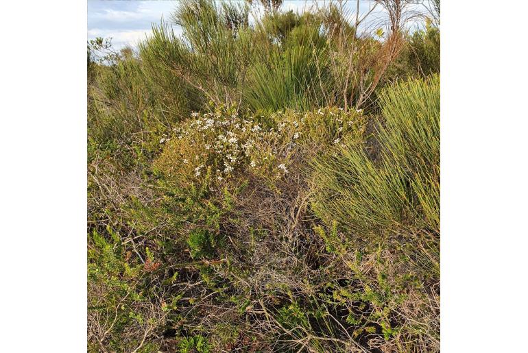 Leptospermum epacridoideum -5851