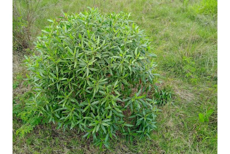 Myoporum tenuifolium -5853