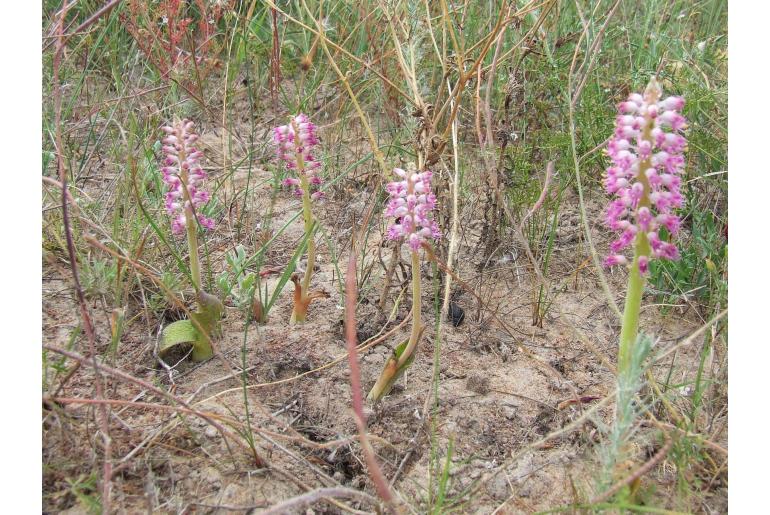 Lachenalia purpureocaerulea -5858