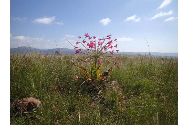 Brunsvigia grandiflora -5863