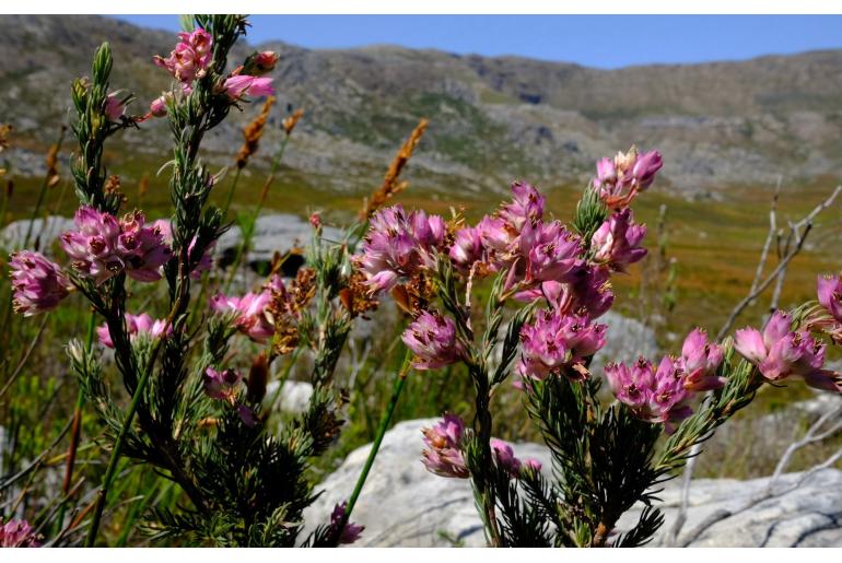 Erica glauca -5873