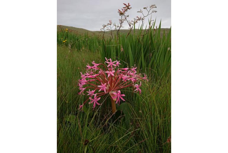 Brunsvigia radulosa -5874