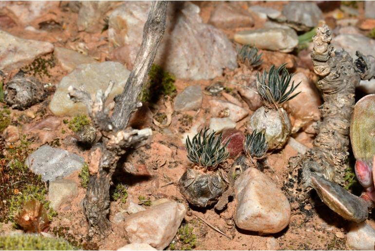 Ornithogalum sardienii -5876