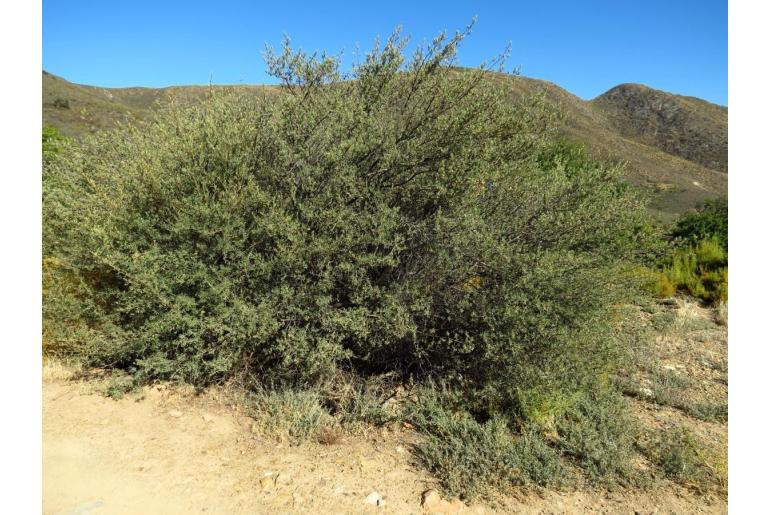 Diospyros pubescens -5884