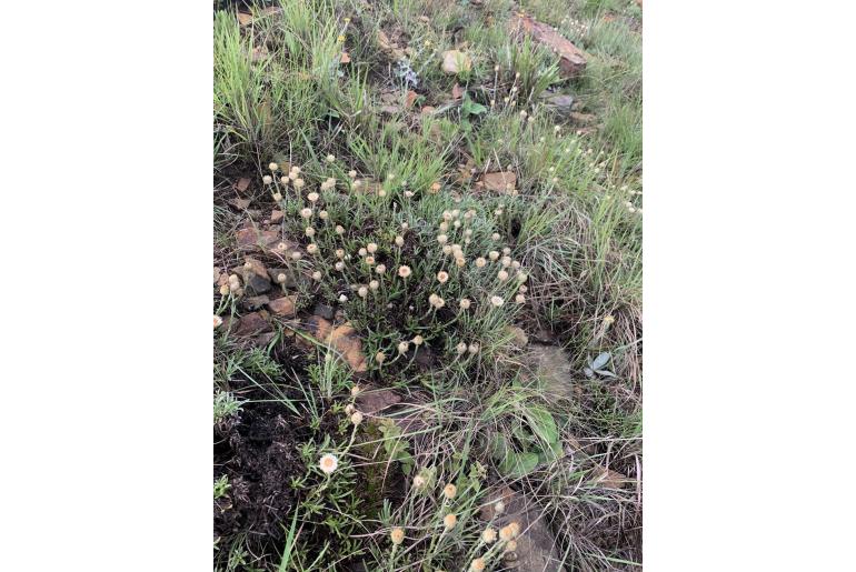 Helichrysum chionosphaerum -5899