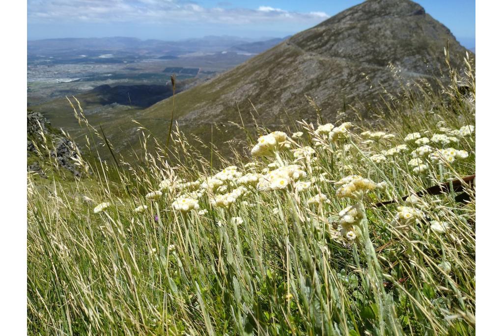 Verspreide strobloem