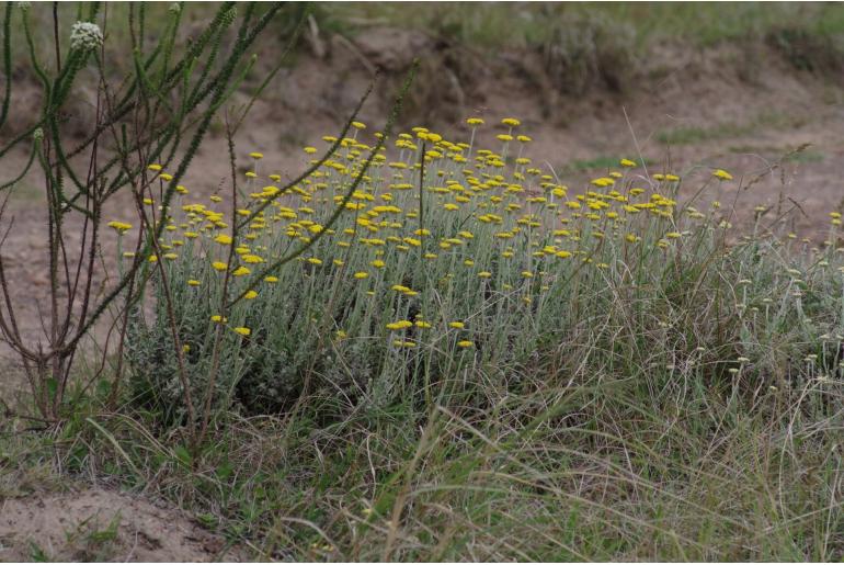 Helichrysum odoratissimum -5904