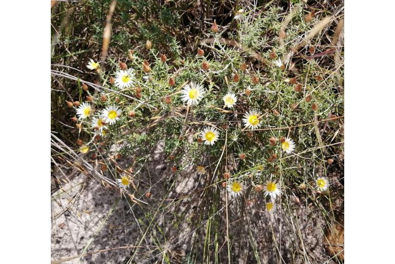 Helichrysum reflexum -5905