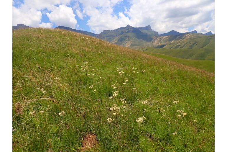 Helichrysum rugulosum -5906