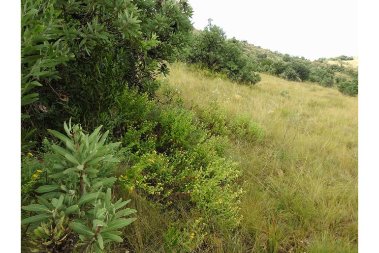 Helichrysum setosum -5907